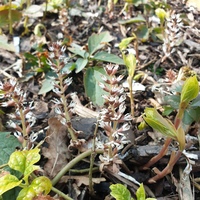 Pachysandra procumbens 